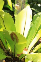 /album/kuranda/img-2801-533x800-jpg/